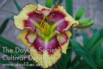 Daylily Wild Watercolor